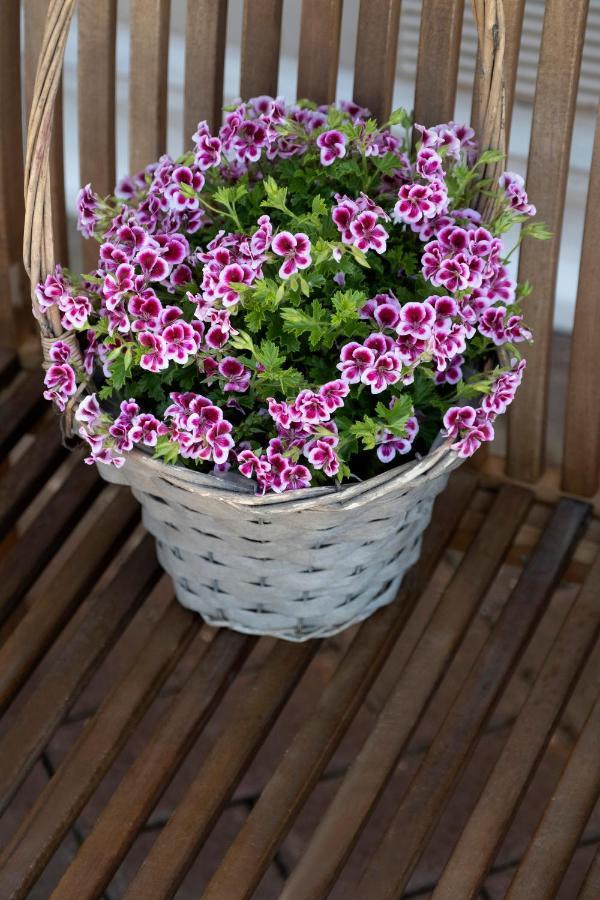 Casa Primavera Виареджо Екстериор снимка